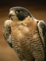 Falcon's Avatar